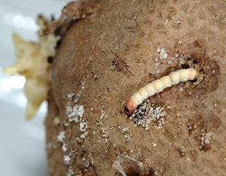 Ознакою пошкодження бульб картопляною міллю є екскременти на їхній поверхні